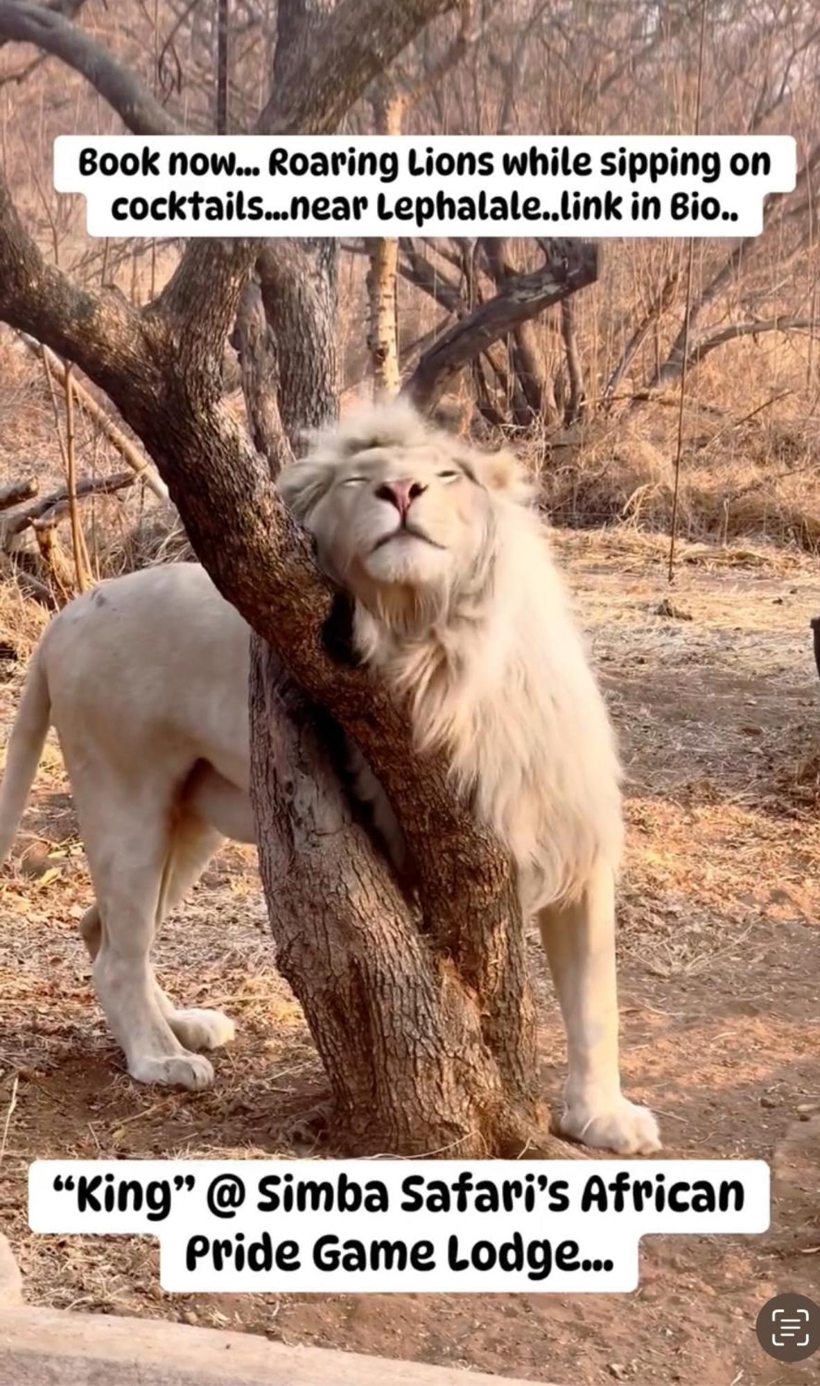 Simba Safaris African Pride Exotic Lodge Lephalale Exterior photo