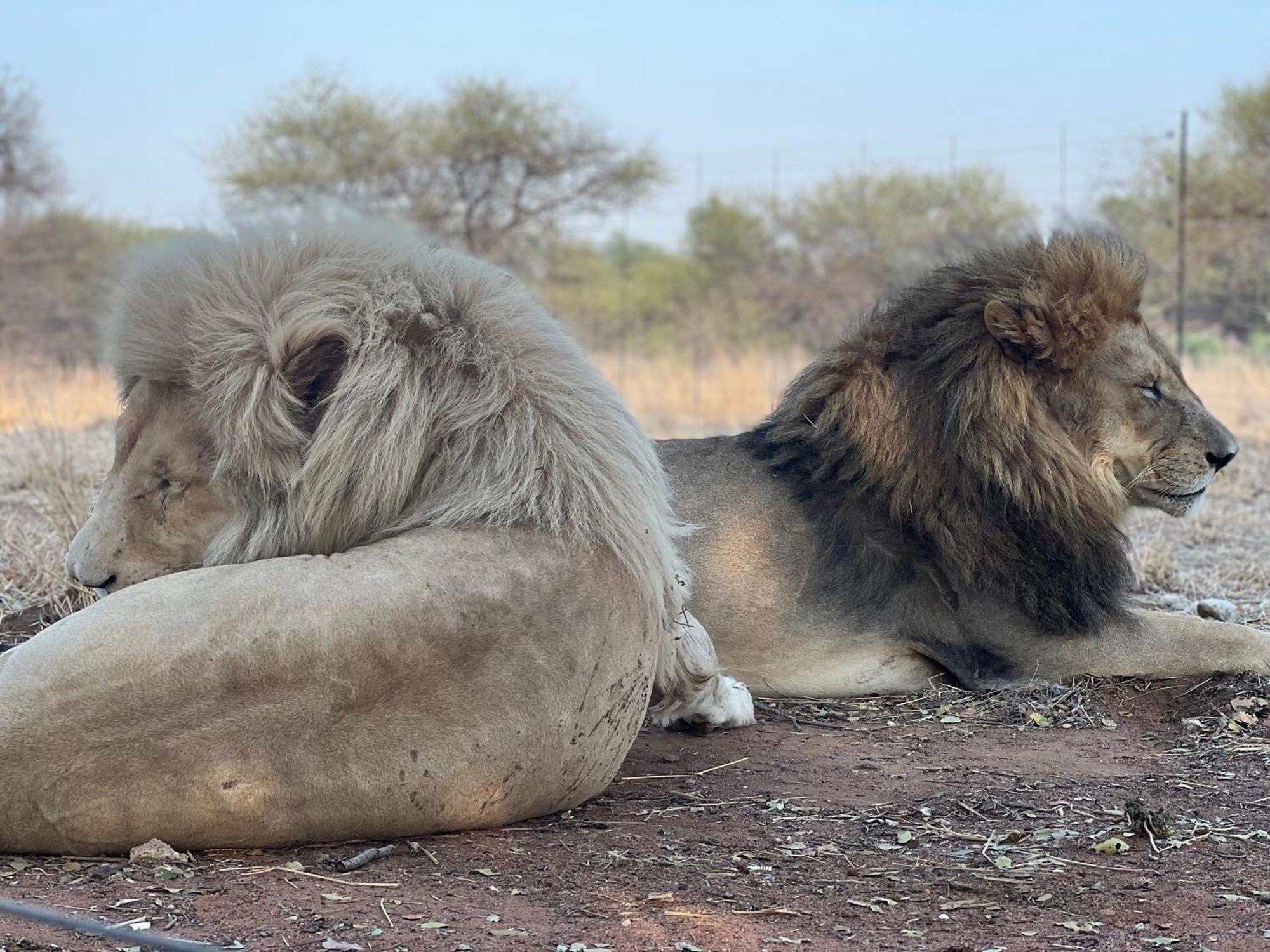 Simba Safaris African Pride Exotic Lodge Lephalale Exterior photo